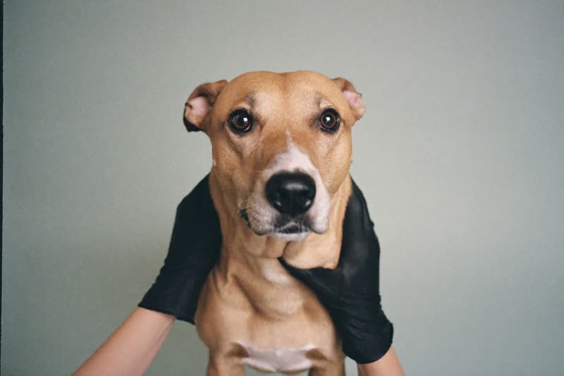 A dog standing calmly while being steadied by a groomer's hands