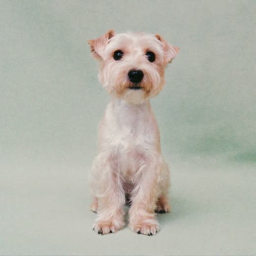 A small terrier with a freshly clipped coat