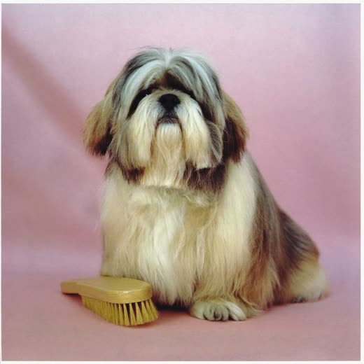 A long-coated shih tzu brushed smooth, with a grooming brush beside it